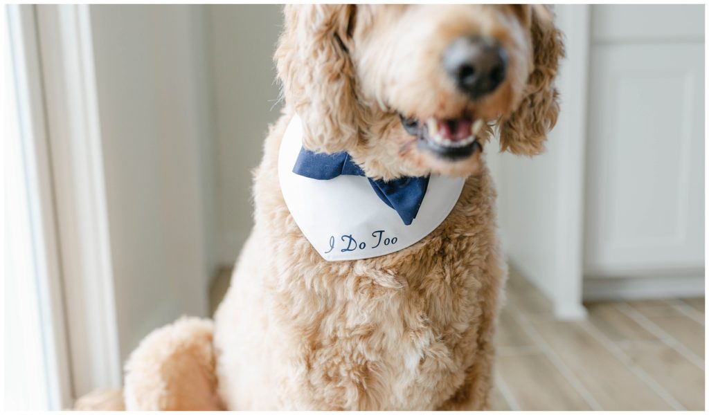 dog wearing 'I do too' handkerchief