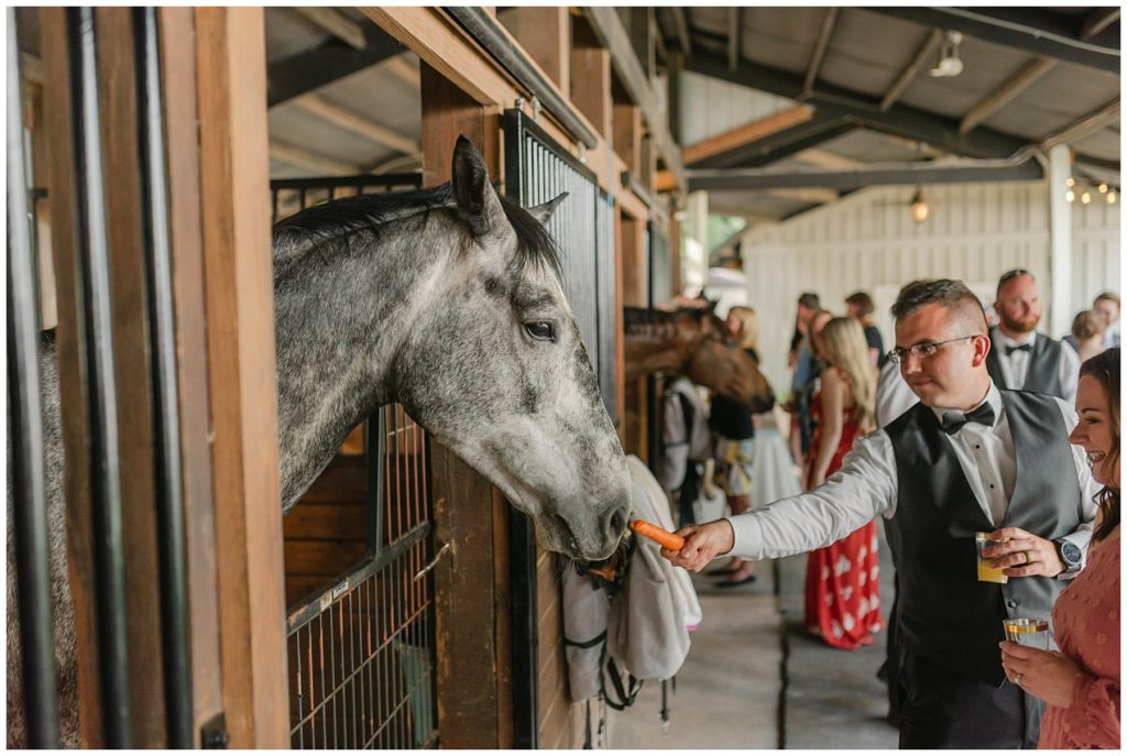 wedding guests feeding horses in outdoor South Carolina Wedding