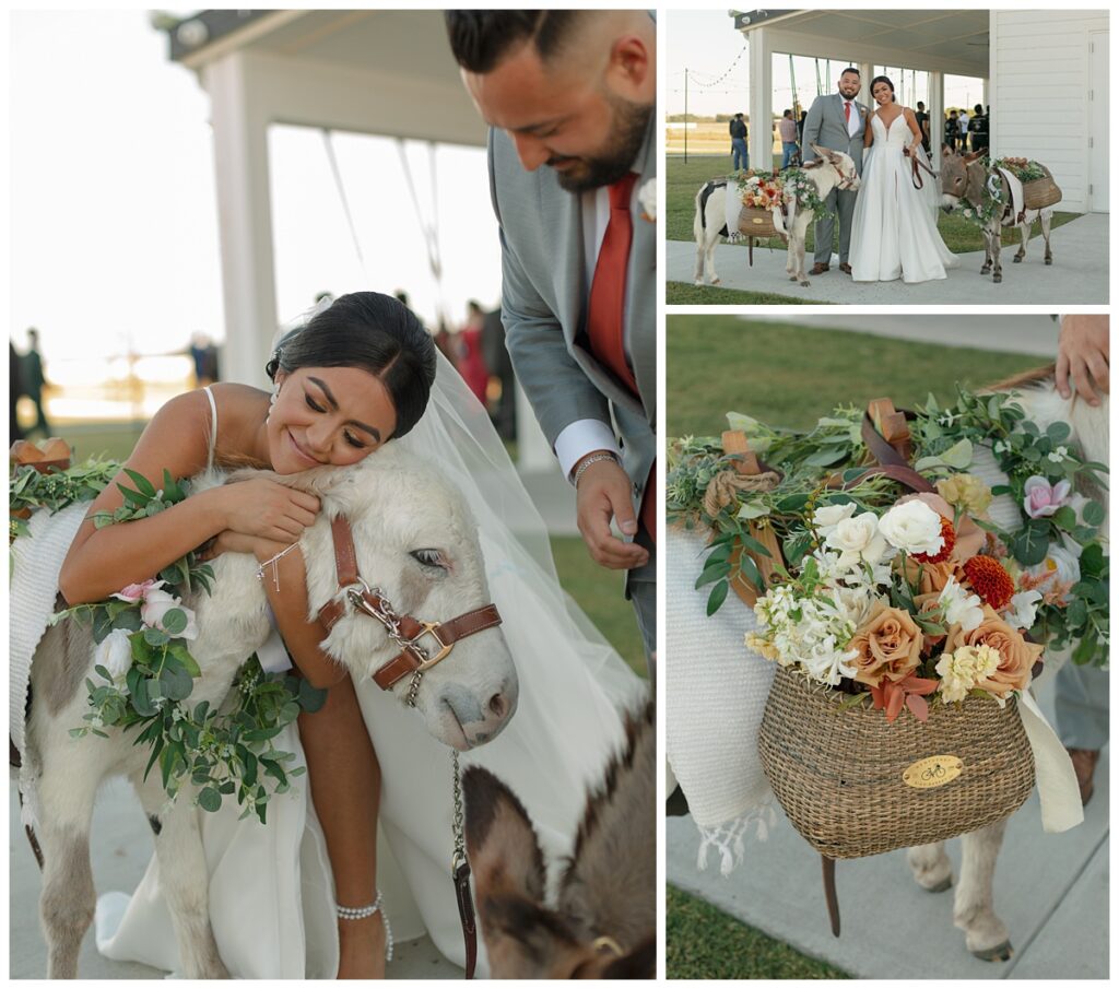 wedding donkeys